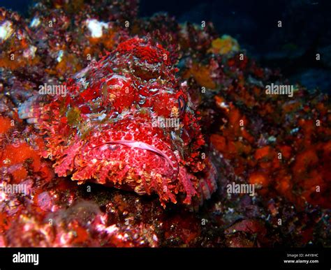 Scorpion Fish Camouflage Animal Stock Photo Alamy