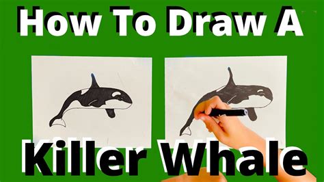 How To Draw A Killer Whale Youtube