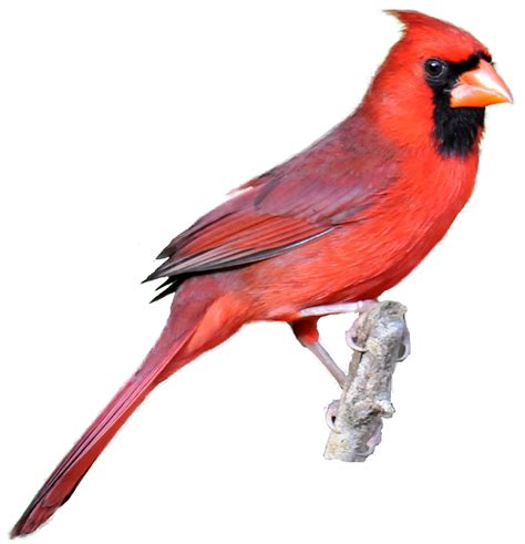 Red Cardinal Drawing At Getdrawings Free Download