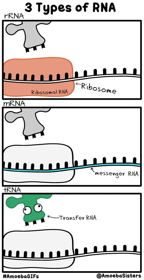 Everyone Pitches In For Protein Synthesis Here Are Three Types Of Rna