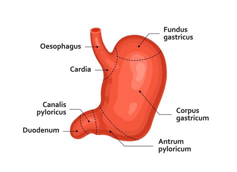 The Human Stomach Internal Organ Anatomy Medicine Vector