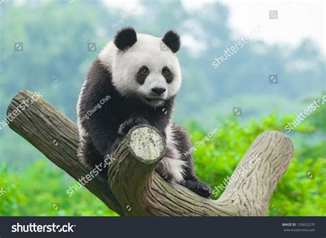 Panda Bear Sitting In Tree Ad Affiliate Bearpandatreesitting