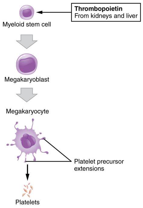 Platelets Histology Concise Medical Knowledge