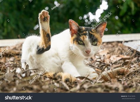 Cat Lifted Legs Clean Body On Stock Photo 751413979 Shutterstock