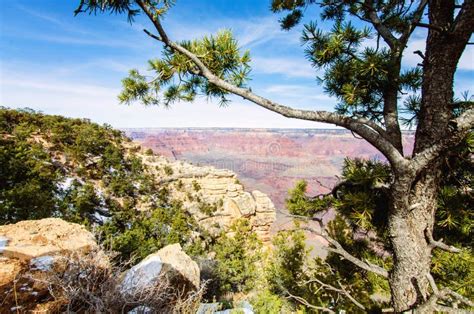 Pine Tree In Grand Canyon South Rim Arizona Stock Image Image Of