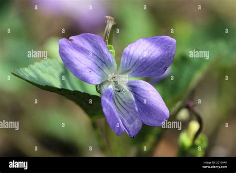 Violet Flower Viola Odorata In A Forest Spring Stock Photo Alamy
