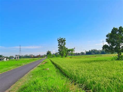 Green Rice Fields Near Countryside With Blue Wide Sky View And Side