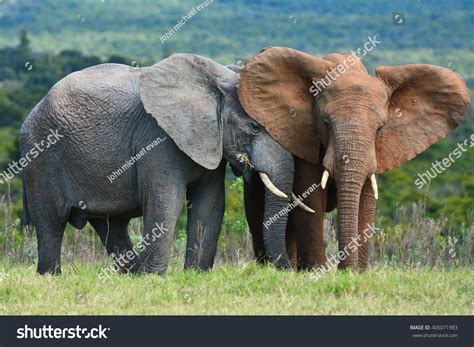 Two Different Colored Elephants Stock Photo 405071983 Shutterstock