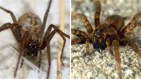 Hobo Spider Vs Wolf Spider 5 Differences And Similarities