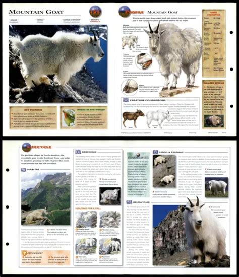 Mountain Goat 193 Mammals Wildlife Explorer Fold Out Card 319