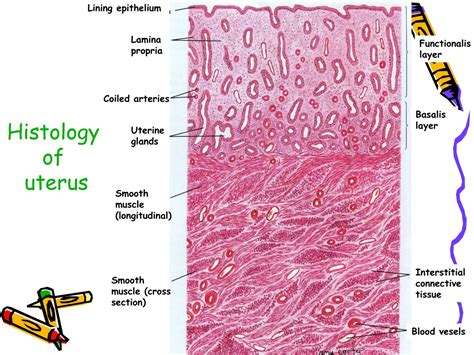 Uterus Histology Slides Labeled
