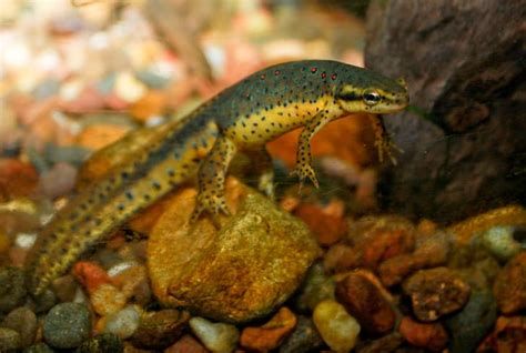 10 Neat Facts About Newts Mental Floss