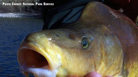 Meet The Four Ugly Endangered Fish Of The Colorado River Western