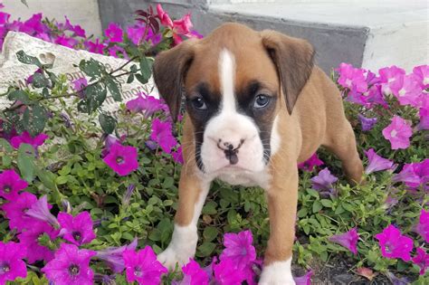 Jw Boxers Puppies For Sale