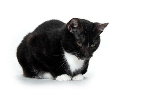 Black And White Tuxedo Cat Stock Photo Download Image Now Animal