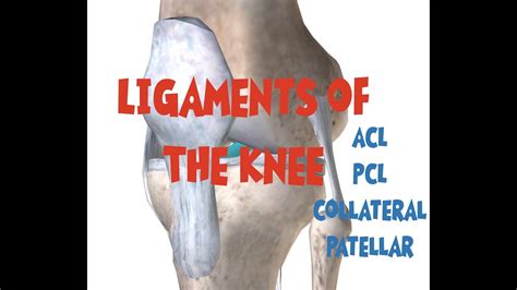Ligaments connect one bone to another, while tendons connect muscle to bone. Knee Ligament Anatomy - YouTube
