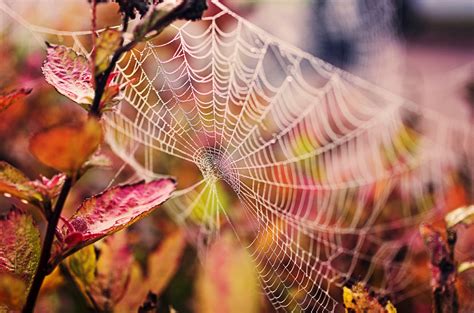 Web Nature Drops Branch Leaves Spider Spiderweb Wallpapers Hd