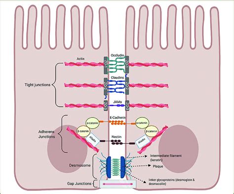 Intestinal Epithelial Cell Junctional Proteins 29 Download