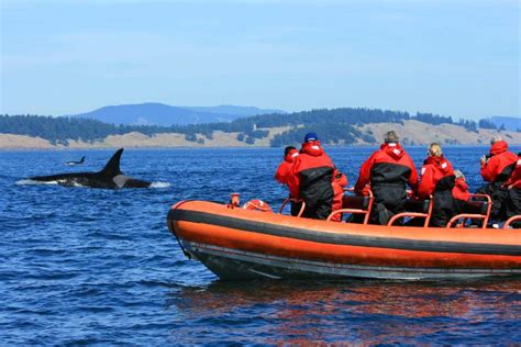 10 Best Victoria Whale Watching Tours For 2023 Sea To Summit Alaska