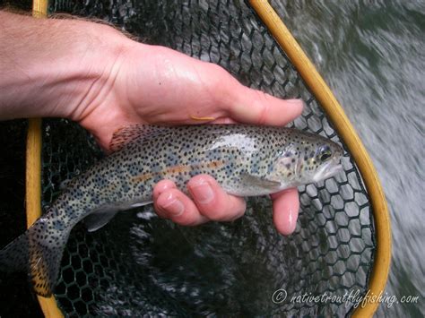 Native Trout Fly Fishing Coastal Rainbow Trout