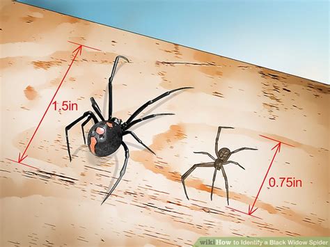When does black widow come out in theaters. 4 Ways to Identify a Black Widow Spider - wikiHow