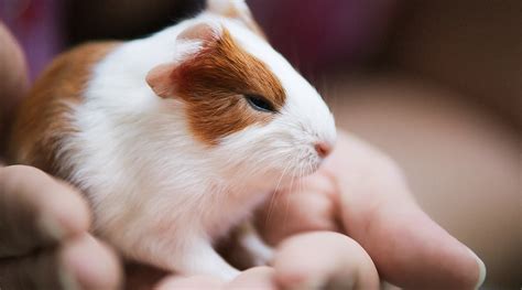 How To Look After Baby Guinea Pigs Guineadad