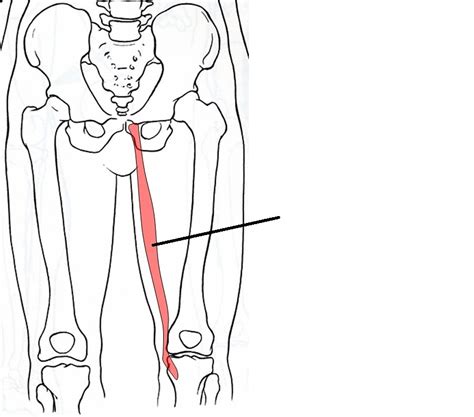 Most modern anatomists define 17 of these muscles, although some additional muscles may sometimes be considered. Anatomy Hip Joint Muscles - ProProfs Quiz