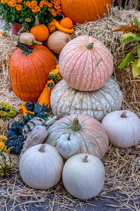 Pumpkins Squash And Gourds Stock Photo Image Of Fall 56614744