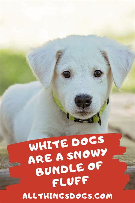 White Dogs Are A Snowy Bundle Of Fluff White Dogs Dogs Fluffy Dogs