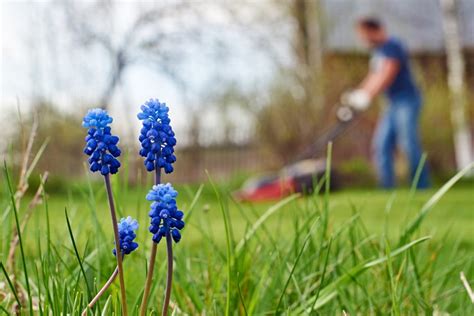 Einer der erfolgsfaktoren dieser mischung ist mit sicherheit die grassorte „poa supina. Ab wann darf man Rasen mähen? » So finden Sie den besten ...