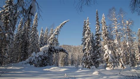 Forest With Snow Covered Trees During Winter With Blue Sky Background