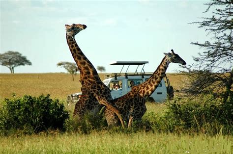 photos of giraffes mating in serengeti national park tanzania ~ ukarimu blog the perfect