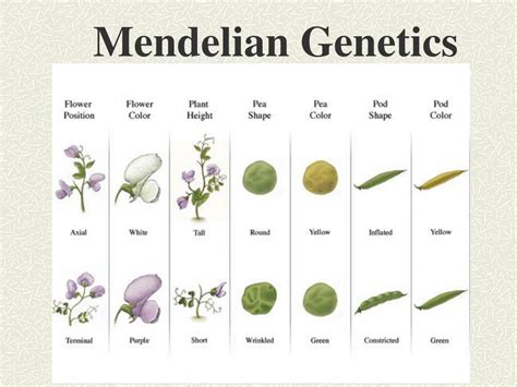 Mendel And Genetics