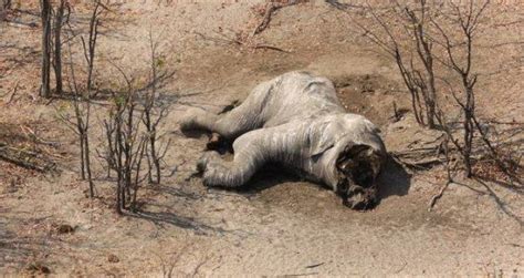 87 Elephant Carcasses Discovered Near A Wildlife Sanctuary In Botswana