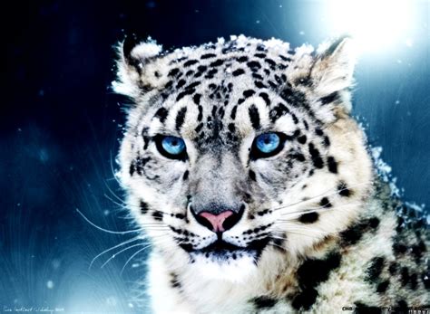 White Bengal Tiger With Blue Eyes Wallpaper Wallpapers Gallery