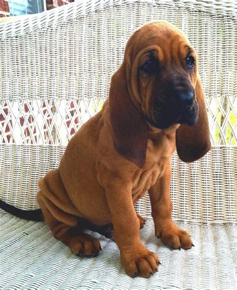 Our New Bloodhound Puppy Bubba