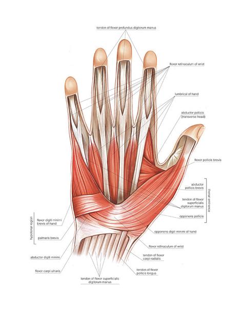 Muscles Of The Hand 5 By Asklepios Medical Atlas