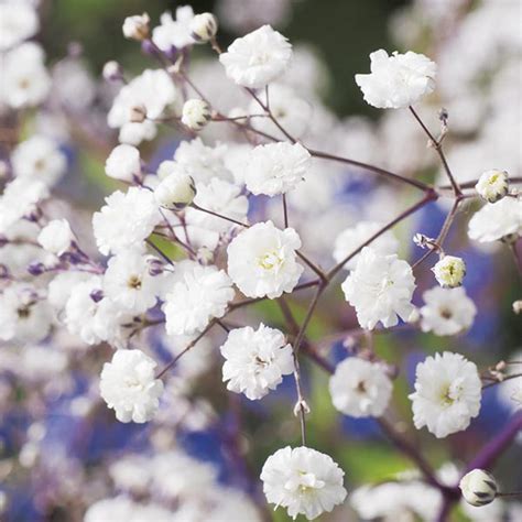 Paniculata is native to central asia, central and eastern europe. Gypsophila paniculata Snowflake Seeds from Mr Fothergill's ...
