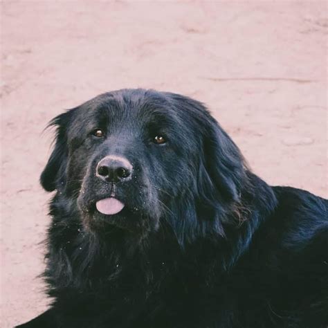 Black German Shepherd Chow Lab Mix