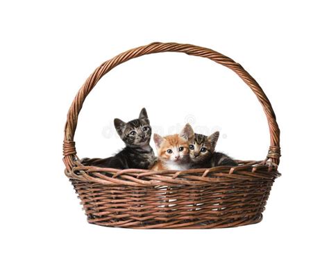 Two Cats In A Basket With Balls Of Yarn Stock Photo Image Of Lovable