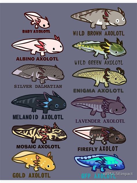 Axolotl Morphs And Colors Premium Matte Vertical Poster