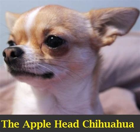 A Guide To The Apple Head Chihuahua Pethelpful