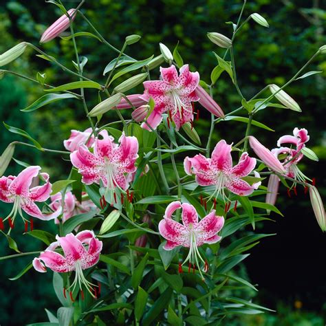 Crin Speciosum Uchida Lilium 1buc Planterraro Viata Pe Verde