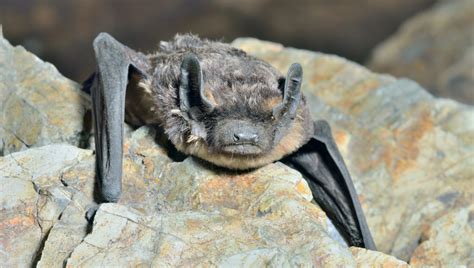 Virginia Big Eared Bat Endangered Virginia Bat Pros