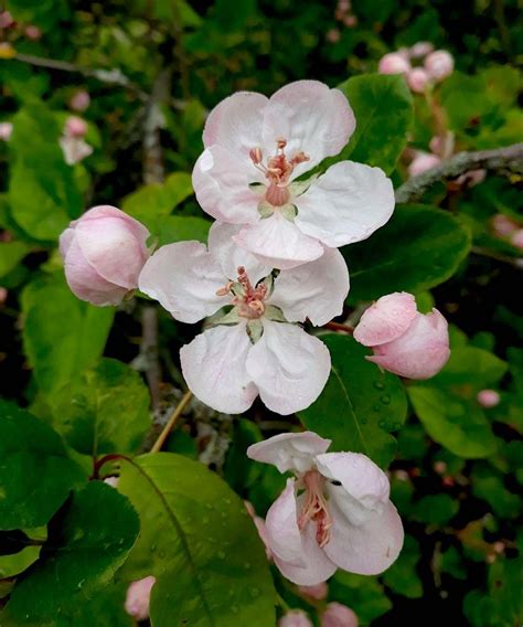 Photo Of The Bloom Of Narrow Leaved Crab Apple Malus Angustifolia