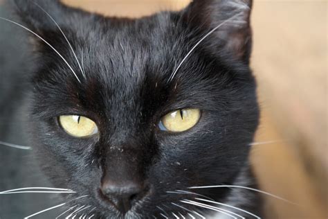 Free Images Black Cat Whiskers Vertebrate Burmese European