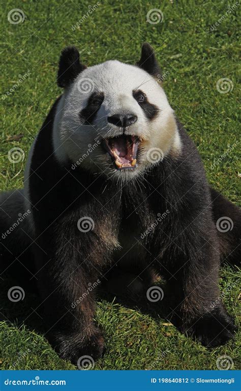 Giant Panda Ailuropoda Melanoleuca Adult Sitting Wiht Open Mouth