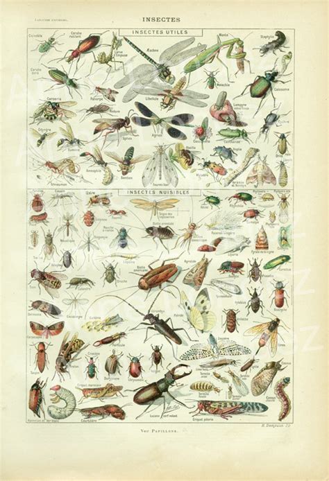 Insects Art 1922 Vintage Old Insects Print Bugs Art Biology Etsy