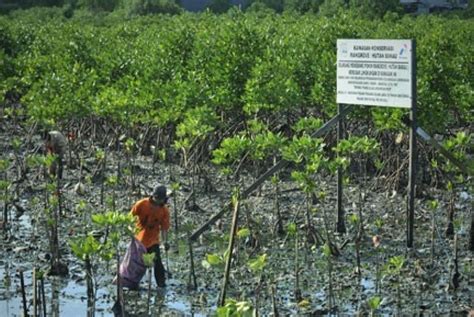 Lestarikan Lingkungan Pjb Muara Karang Tanam Mangrove Republika Online