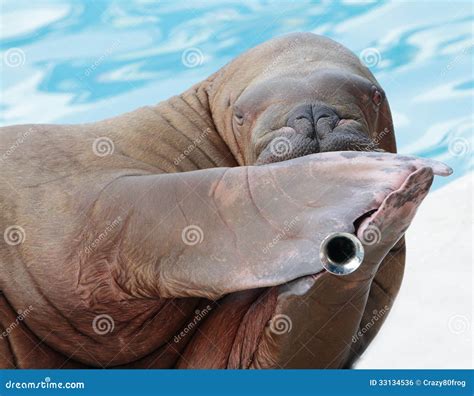 Walrus Portrait In Zoo Stock Photo Image Of Mouth Circle 33134536